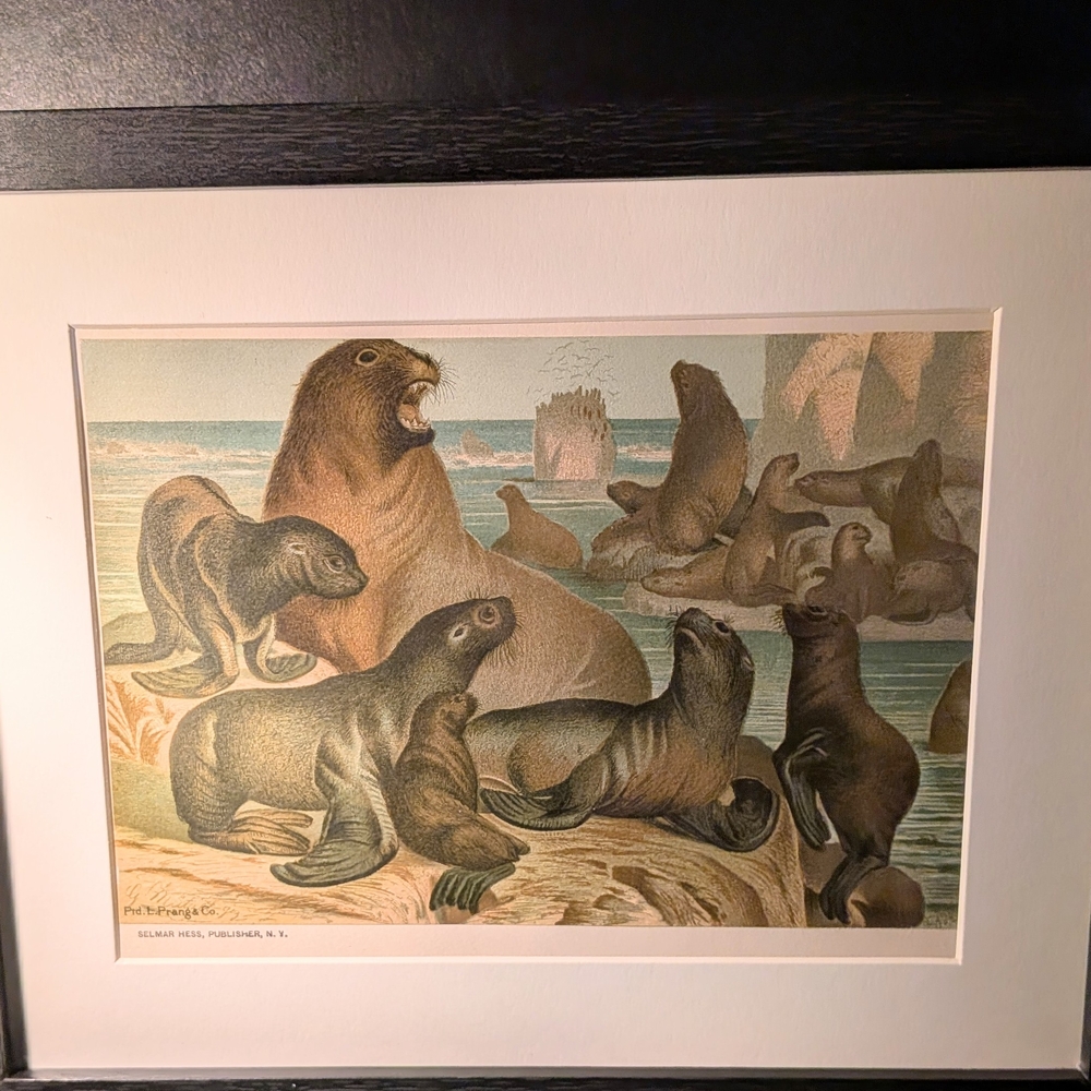 Vintage Sea Lion Art Print -Framed 8 X 10- 127 Year Old Print. Recycled History